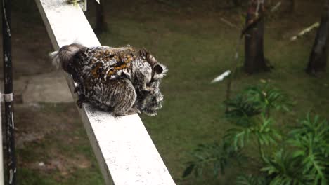 two-curious-marmosets-brazilian-monkeys-staring-around