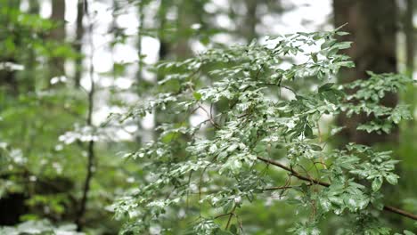 Plant-Leaves-And-Plant-Branches-Moving-With-The-Soft-Breeze-In-A-Forest---close-up-shot