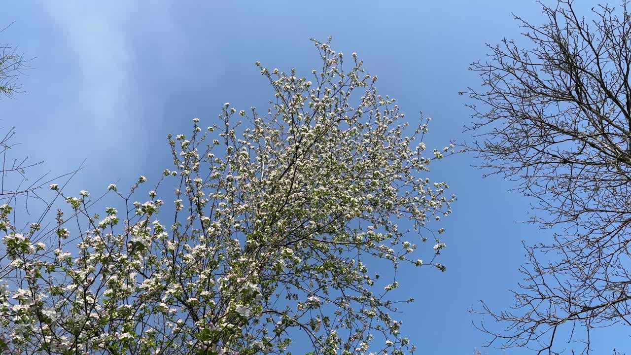 Blue sky white clouds and birds flying singing look up to the top tall trees in the forest mountain village life in country side riverside highland water stream in spring summer time season local life