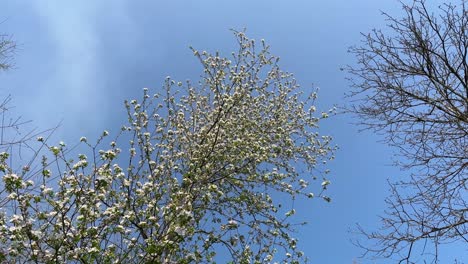 cielo azul nubes blancas y pájaros volando cantando miran hacia arriba a los árboles altos en el bosque la vida de la aldea de la montaña en el campo a orillas del río la corriente de agua de las tierras altas en la primavera la temporada de verano la vida local