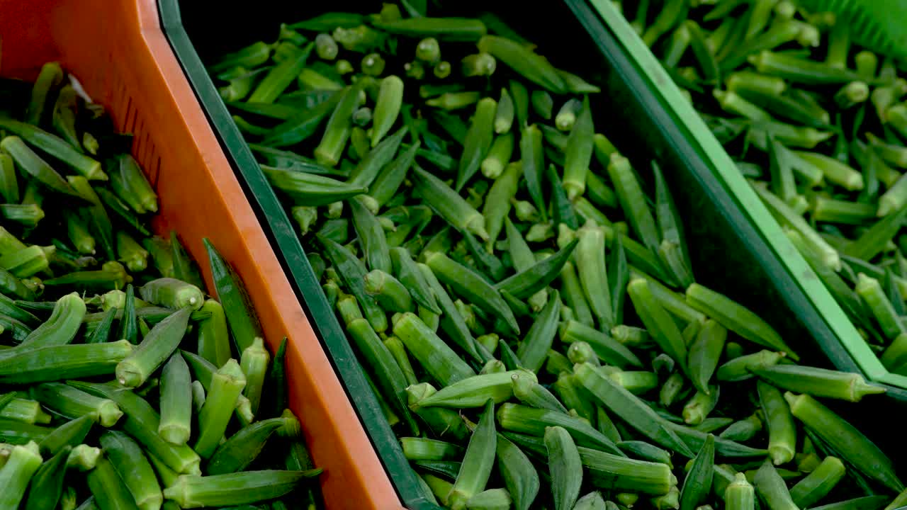 Vibrant green okra fills colorful market bins, showcasing seasonal produce at a bustling local market