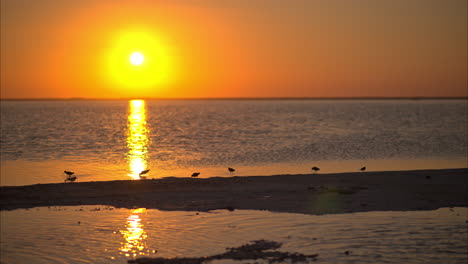 sunset at a lagoon in cancun mexico with birds feeding in the shallow waters looking for crustaceans and small shellfish