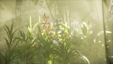 Fog-over-the-river-in-the-early-morning-on-an-summer-day