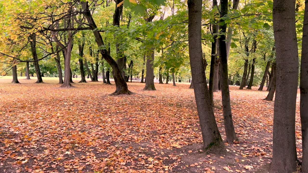 Red-yellow leaves on the ground among deciduous and coniferous trees (4K60)