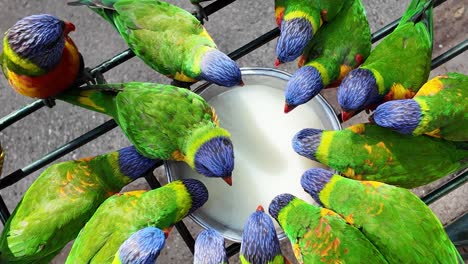 a group of native australian rainbow lorikeet birds gathered together feeding from a tray of liquid food