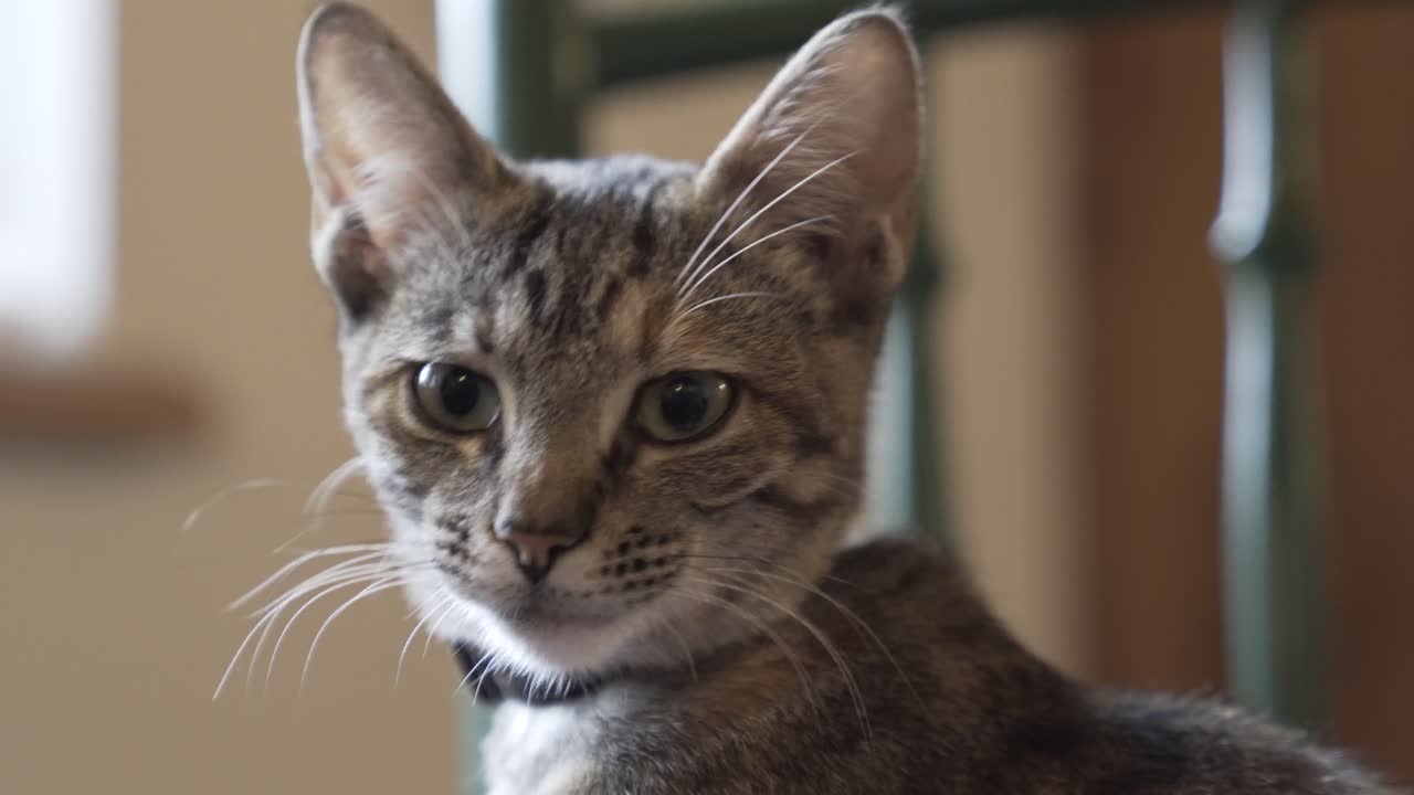 Gatto che si gira verso la fotocamera e la guarda