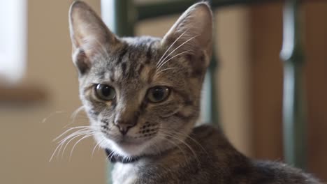 cat turning to the camera and looking into it