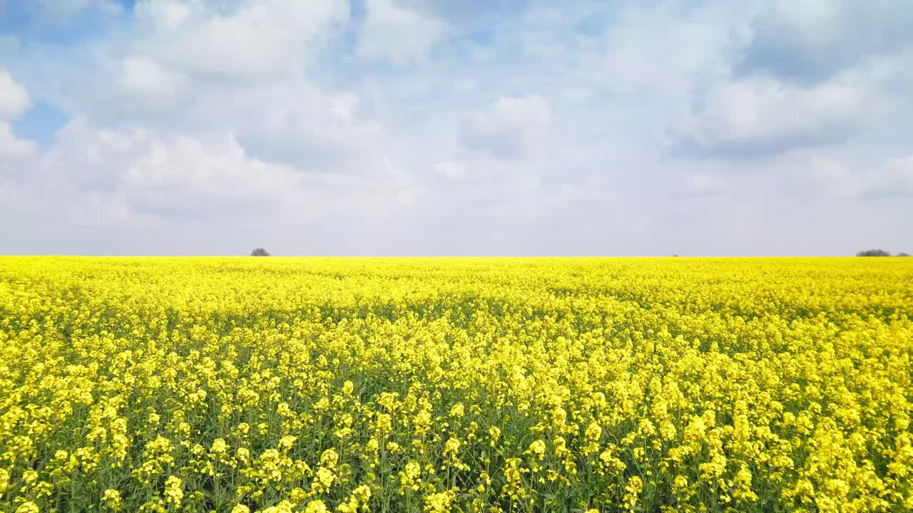 Aerial video showcases Lincolnshire Wolds' spring beauty: Radiant rapeseed fields, extensive farmland, and countryside trails.