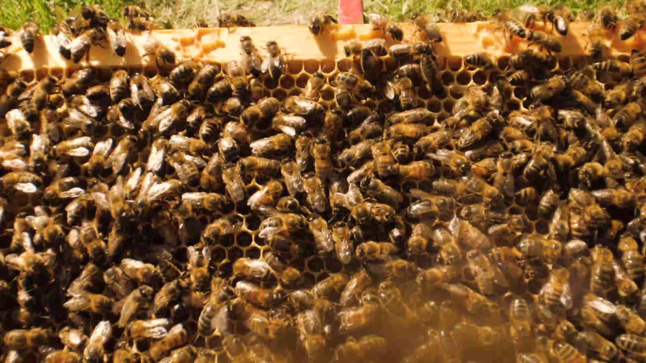 toma deslizante de arriba a abajo de abejas trabajando en una colmena