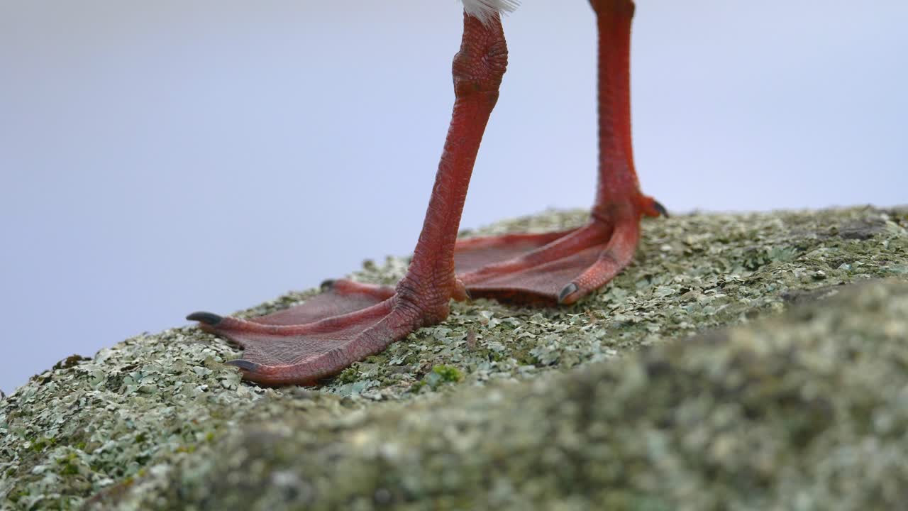 Close up of webbed red feet of a red-billed gull standing on a rock