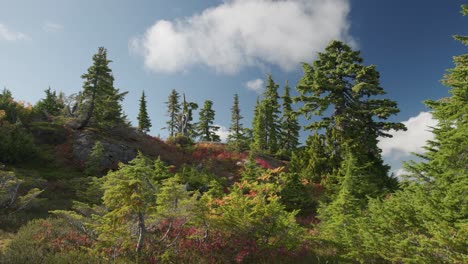 Fast-Moving-Clouds-Over-an-Alpine-Forest