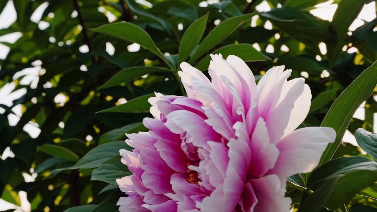 Bellissimo fiore di peonia rosa che sboccia in un giardino