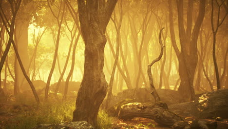 enchanted forest with golden sunlight