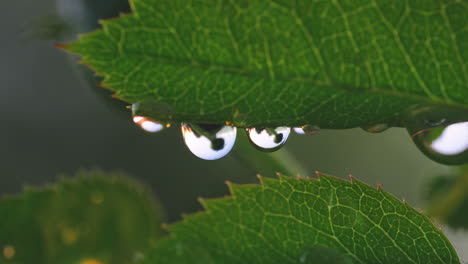 a macro shot of dew drops on a green rose leaf