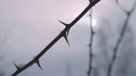 Close-up-of-thorn-covering-with-snow