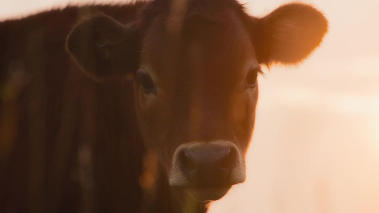 Vaca doméstica al atardecer