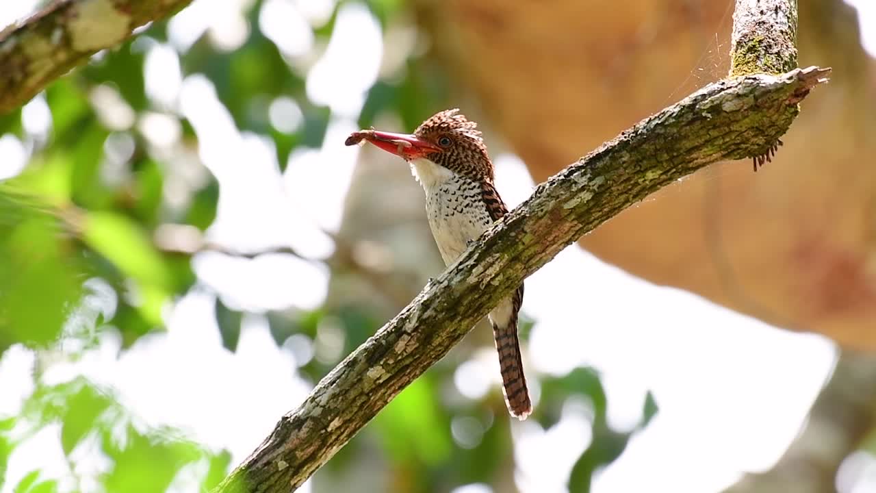 un martín pescador de árboles y una de las aves más hermosas que se encuentran en tailandia dentro de las selvas tropicales