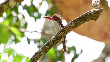 Ein-Baum-Eisvogel-Und-Einer-Der-Schönsten-Vögel-Thailands-In-Den-Tropischen-Regenwäldern