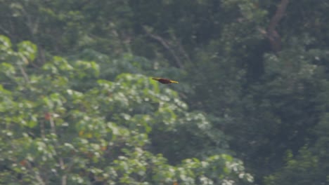 russet backed oropendola flies gracefully through tambopata jungle
