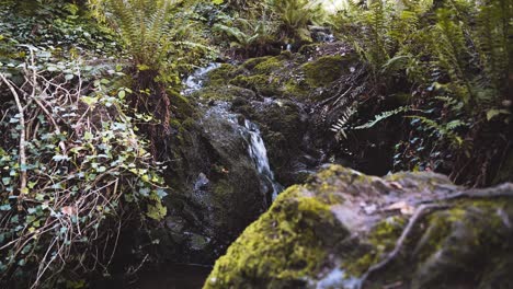 Toma-Estática-De-Una-Pequeña-Cascada-En-El-Bosque