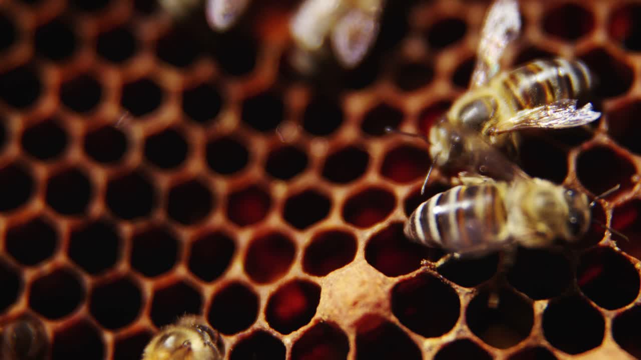 api in un alveare su nido d'ape