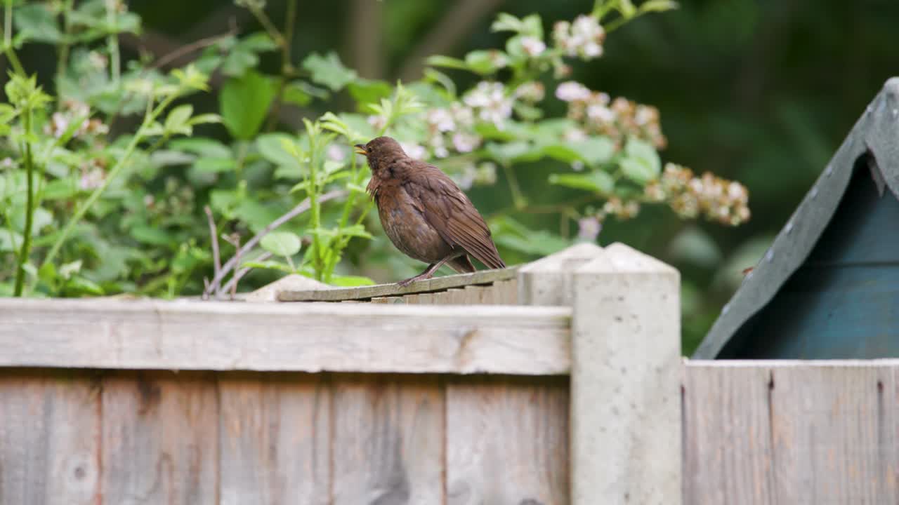Blackbird Stood On Fence In Garden