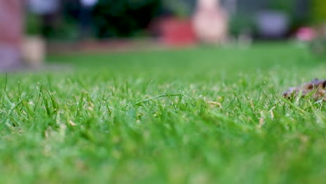 A-slow-motion-jump-of-a-frog-in-the-grass