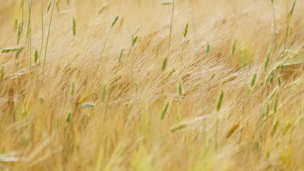 Ripe golden grain sways gently in summer wind on a rural field, evoking harvest time, slow motion backdrop