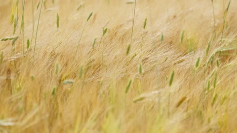 ripe golden grain sways gently in summer wind on a rural field, evoking harvest time, slow motion backdrop