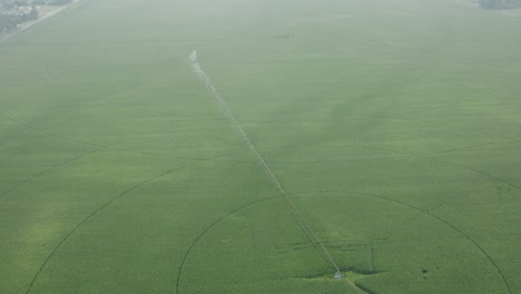 wide angle shot of pivot irrigation in corn field on a cloudy day. drone shot.