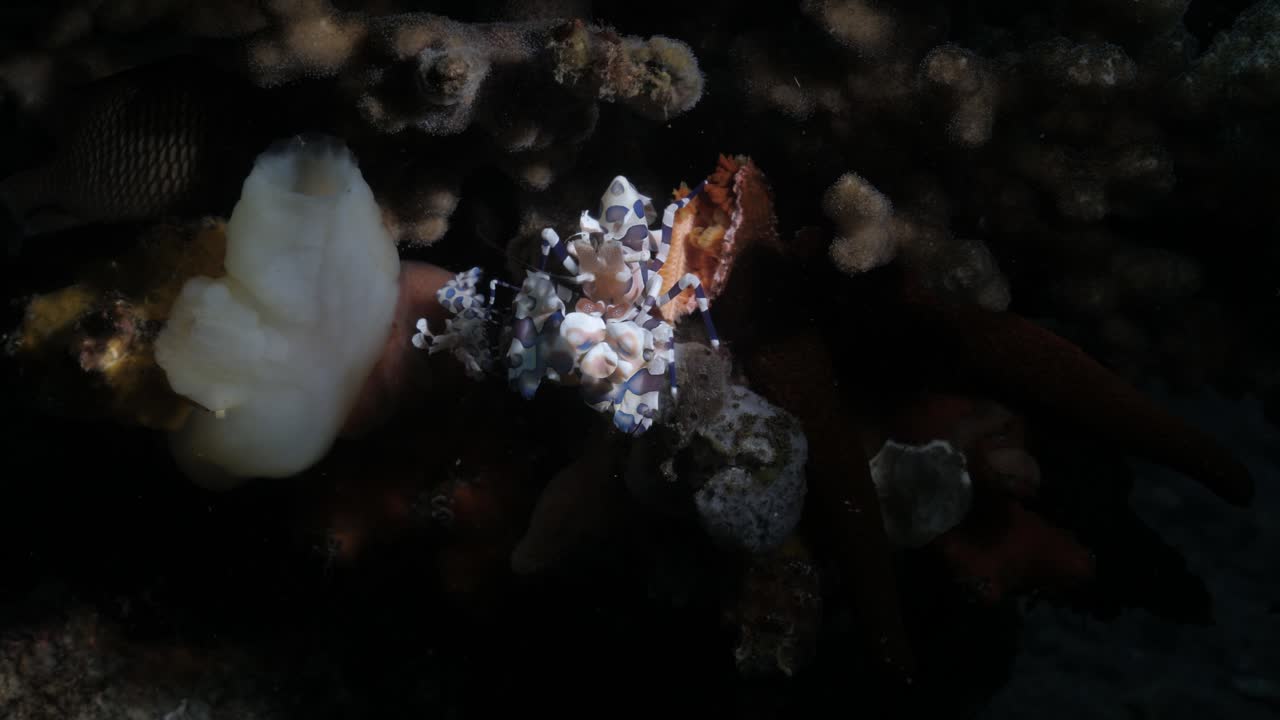 пара креветок-арлекинов поедает ноги морской звезды на большом барьерном рифе