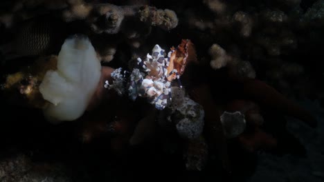 un par de camarones arlequín comiendo las patas de una estrella de mar en la gran barrera de coral