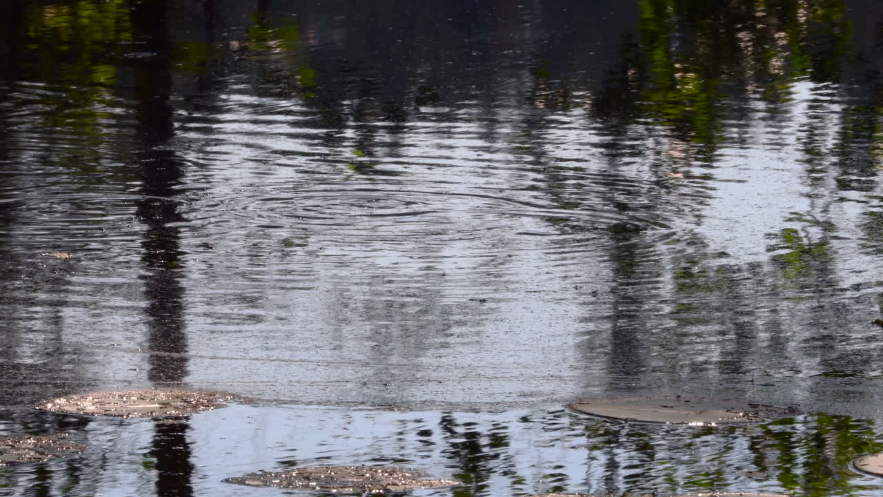 Common roaches eating small insects from the surface of a forest pond
