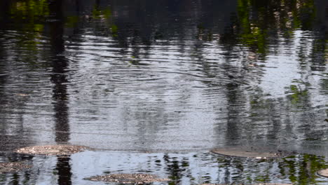 Common-roaches-eating-small-insects-from-the-surface-of-a-forest-pond