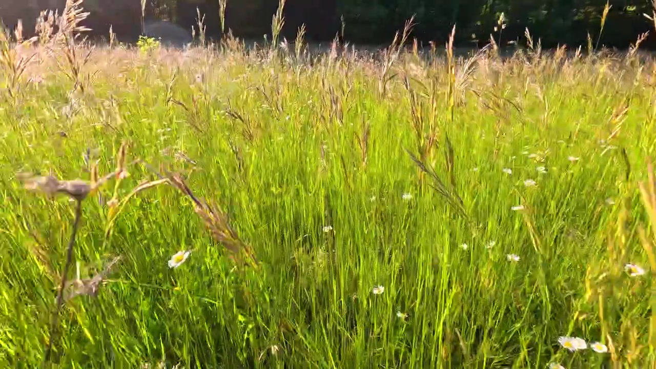 Kamera ręczna przesuwa się przez nasłonecznione pole kwitnących stokrotek i bujnej zielonej trawy