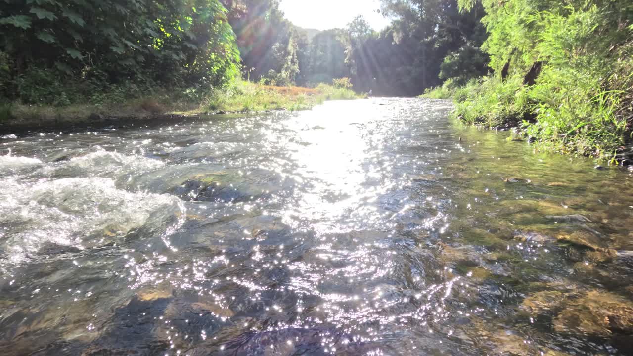 푸른 숲을 가로질러 흐르는 빛의 하천