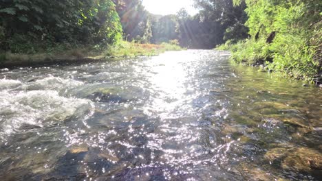 sunlit stream flowing through lush green forest