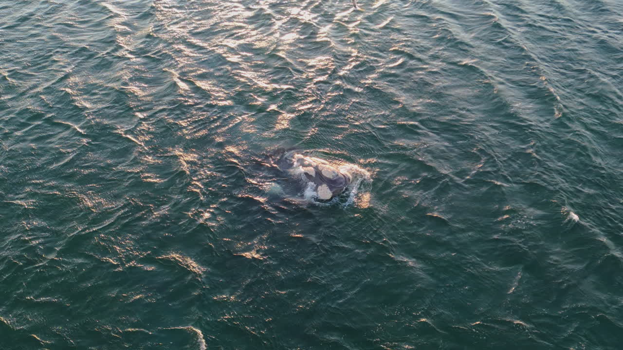 Aerial view of turquoise ocean with a Ballena-franca-austral breaching near the surface, Golfo Nuevo, Puerto Madryn, Argentina.