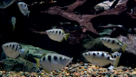 toxotes jaculatrix (pescado arquero de bandas)