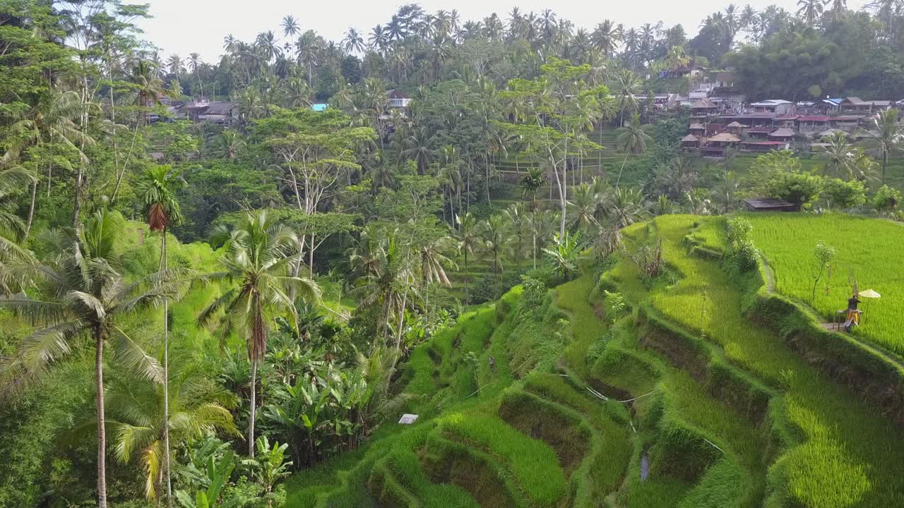 Ripresa aerea di un verde vibrante ruota su una sana coltivazione di riso su terrazze scoscese