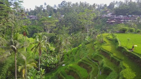 vibrant green aerial rotates over healthy rice crop on steep terraces