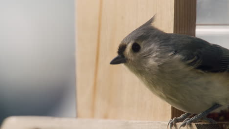 titmouse copetudo sentado en un comedero para pájaros, en pennsylvania, u