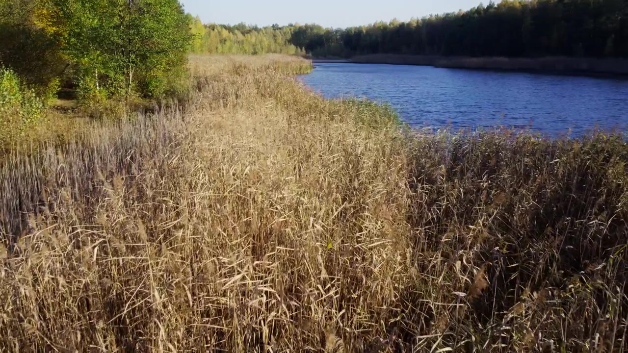 Tall Reeds Swaying in the Wind Along a Calm Riverbank