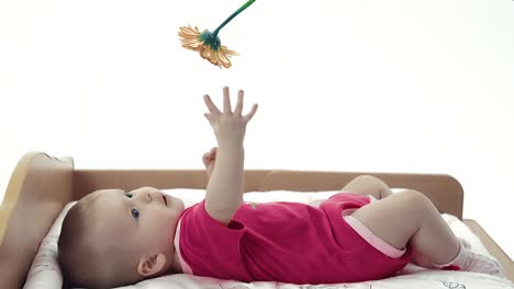 baby playing with a flower trying to take it