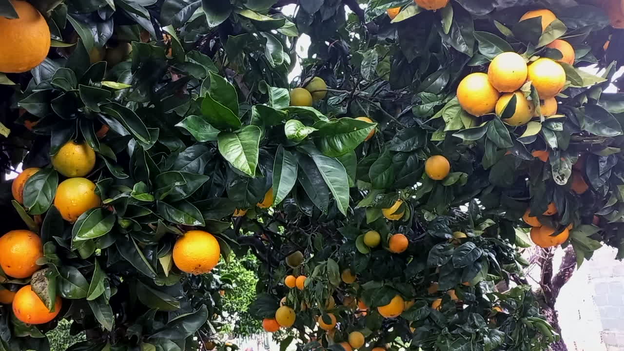 Arancio carico di arance, frutto invernale