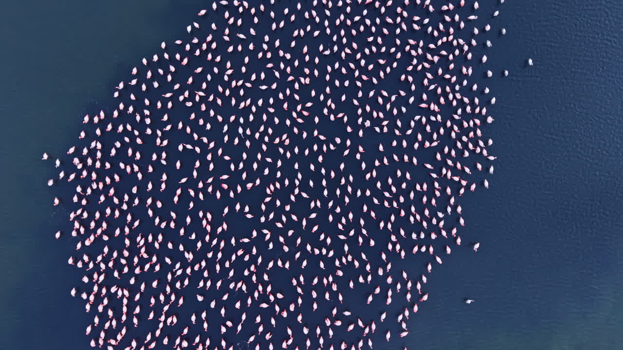 Flamingos gather in graceful harmony over calm waters at dawn in a stunning natural scene filled with vibrant colors and tranquility