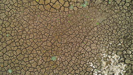 dried cracked earth with sparse vegetation