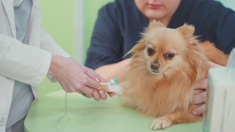 dog receiving iv treatment at the vet