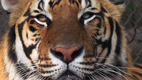 close up encounters bengal tiger chaing mai thailand tiger kingdom slow motion stunning eyes whiskers pattern markings tongue in captivity tourist attraction hopefully no animal abuse drugged animal