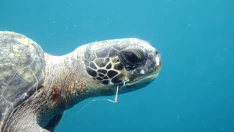 Tortuga-Marina-Con-Un-Anzuelo-En-La-Boca-Nadando-En-El-Mar,-Cámara-Submarina-En-Movimiento